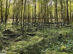 Nowy rezerwat przyrody. Oto gdzie powstał