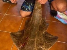 Surowo ukarany za złowienie krytycznie zagrożonego żarłacza angelota