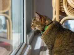 Kot „płacze” przy drzwiach balkonowych? To nie tylko prośba o wyjście
