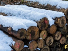 U leśniczego drewno kupisz za ułamek normalnej ceny. To opcja dostępna dla każdego