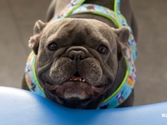 Specjaliści radzą, jak zabezpieczyć pupila w sylwestra