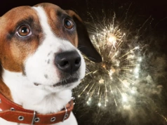 Dla ludzi sylwestrowa zabawa, dla zwierząt prawdziwy horror. Ekspertki przestrzegają