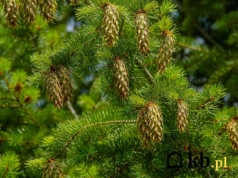 Rośnie nawet 80 cm rocznie! Dlaczego warto postawić na tę alternatywę dla tui?