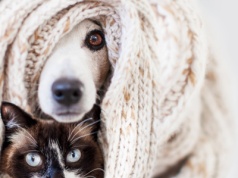 Fajerwerki dla psa lub kota to koszmar. Jak dziś uspokoić pupila?