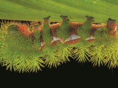 Tych gąsienic lepiej nie dotykać. Kryją przykrą niespodziankę