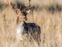 Jeleń wziął sprawy w swoje… poroże! Bele w rozsypce