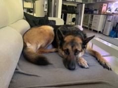 Nie strzelajmy w Sylwestra. Urzędnicy apelują też do właścicieli psów i kotów