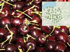 Mapa sprzedaży bezpośredniej. Rolnicy dotrą do klientów bez pośredników