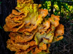 To nie „The Last of Us”, ale naukowcy są zaniepokojeni. Supergrzyb uodparnia się na leki i „uczy się” globalnego ocieplenia