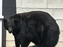 Niedźwiedź zamieszkał w piwnicy. Dziki lokator na razie się nie wynosi