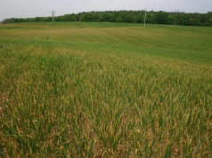 Koniec zaniżania szkód? ARiMR szykuje nową „aplikację klęskową” dla rolników