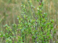 Te "kotki" spotkasz tylko w trzech miejscach w Polsce. Pamiętają epokę lodowcową