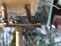 ​Chcesz przyciągnąć ptaki do karmnika? Koniecznie wrzuć to do środka
