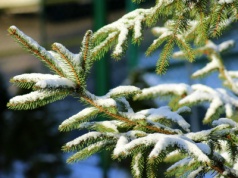 Kraków daje choinkom drugie życie. Rusza akcja „Choinka” Zarządu Zieleni Miejskiej