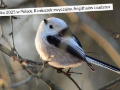 Raniuszek został ptakiem roku 2025, bo jest niezwykłym słodziakiem