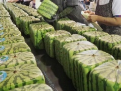 Kwadratowe arbuzy z Kraju Kwitnącej Wiśni. Owoc-widzimisię o jakim nie śniło się nawet smakoszom