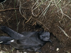 Bardzo rzadki ptak pojawił się w Polsce. Został znaleziony na ławce