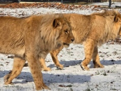 Chorzów/ Zoo apeluje o niewykorzystywanie fajerwerków w noc sylwestrową