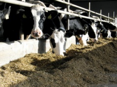 Embriotransfer – postęp genetyczny na wyciągnięcie ręki