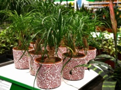 Ta roślina jest niemal niezniszczalna. Teściowa nazywa ją "nogą słonia"