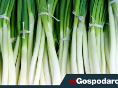 Nowe zasady importu roślin