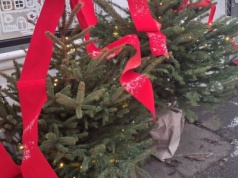 Odbiór choinek od Szczecinian