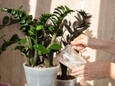 Rośliny dla opornych. Są piękne i bardzo wytrzymałe. Wybaczą ci niejeden błąd