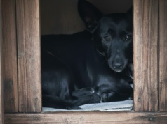 Zima w schronisku Psiakowo w Aleksandrowie Łódzkim. Pilnie potrzebne koce i słoma do ogrzewania bud