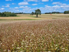 Krajowy Fundusz Stabilizacji Cen w rolnictwie. Co jeszcze zapowiada 2026 r.?