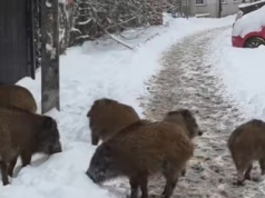 Dziki na warszawskim osiedlu chciały zrobić zakupy w Biedronce. "A tu zonk"