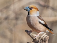 Grubodziób - przystojniak w karmniku. Tak zwabisz go do ogrodu