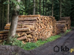 Ile naprawdę waży metr sześcienny drewna? Dlaczego różnice między rodzajami drewna są tak duże?