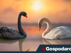 Skąd nadejdą „czarne łabędzie”, które wywrócą światowy ład?