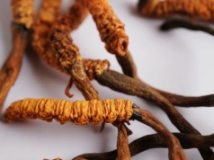 Mięsożerne grzyby o wielkich właściwościach. Nie tylko na noworocznego kaca