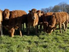 Chińczycy rozdają karty na globalnym rynku wołowym