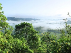 Czy wróci masowe wylesianie? Moratorium Sojowe na krawędzi