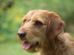 Pojawiły się kolejne rasy psów. Nie obyło się bez krytyki