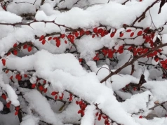 Kolorowe owoce zimą