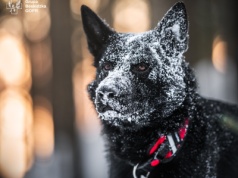 Denver z GOPR Beskidy – jedyny taki pies w Polsce