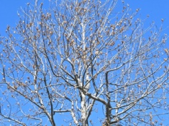 W tym roku posadzę zamiast magnolii. Jest równie piękny i mniej wymagający