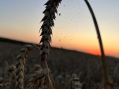 Pszenica na MATIF w 2025 r. potaniała aż 20 proc.