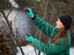 Mają czas do końca lutego. Tych 8 roślin muszą przyciąć zimą