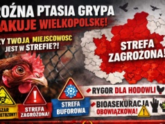 WIRUS ATAKUJE WIELKOPOLSKĘ! MAPA ZAKAŻEŃ ROŚNIE – SPRAWDŹ, CZY TWOJA MIEJSCOWOŚĆ JEST W STREFIE!