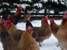 HPAI się rozprzestrzenia. Nowe ogniska grypy ptaków w Polsce i Europie