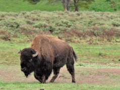 Pierwsze bezcłowe dostawy mięsa bizonów z USA