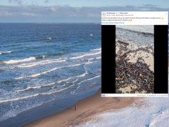 Wysyp bursztynów nad Bałtykiem. Niezwykły widok po sztormie