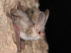 Zaginiony nietoperz odnaleziony po 55 latach. Naukowcy potwierdzili istnienie gatunku z pustyni Kara-kum