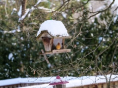 Jakie prace wykonać, by powitać wiosnę w pełnym rozkwicie? Tak wygląda styczeń w ogrodzie