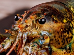 Stanowczy zakaz wejdzie w życie. Obejmie większość skorupiaków