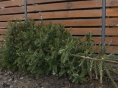 Poświąteczna zbiórka choinek w Oświęcimiu